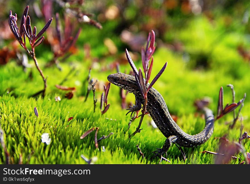 Brown and Black Lizard on Green Grass