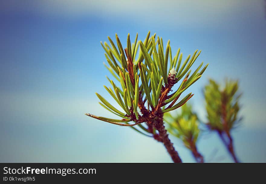 Green and Brown Plants