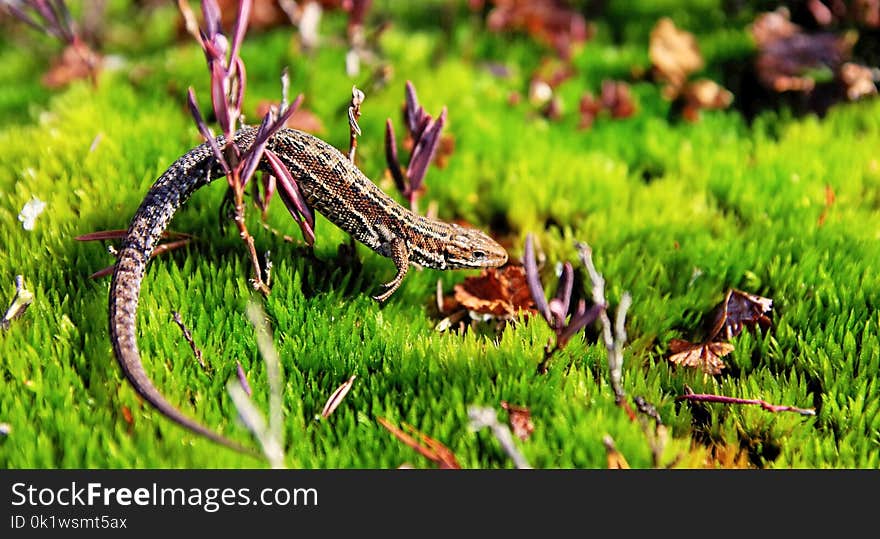 Brown Gecko in Green Open Field