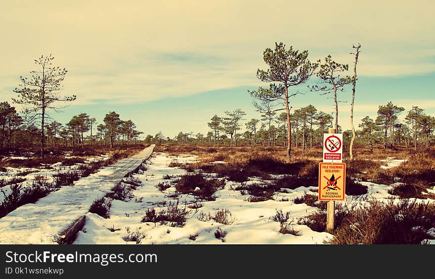 Snowy Road Surrounded by Trees