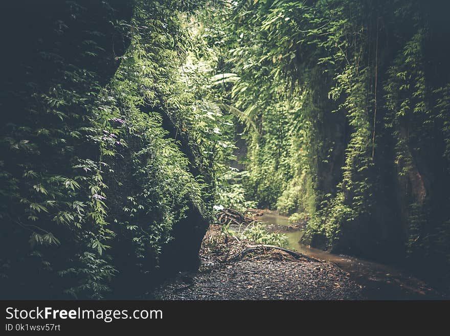 Cave Filed With Green Plants