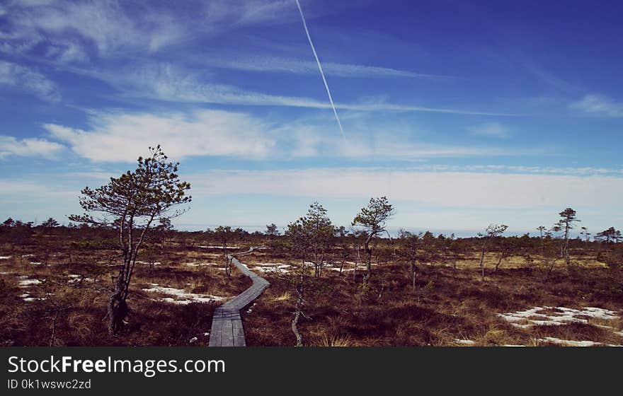 Green Trees on Farm Land