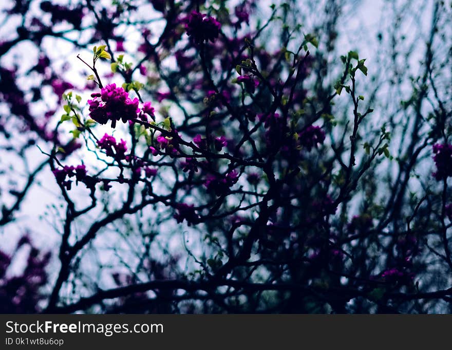 Purple Petal Flowers in Shallow Focus Photography