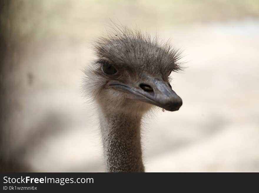 Ostrich, Bird, Beak, Fauna