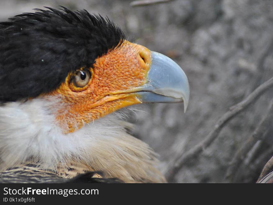 Beak, Bird, Close Up, Bird Of Prey