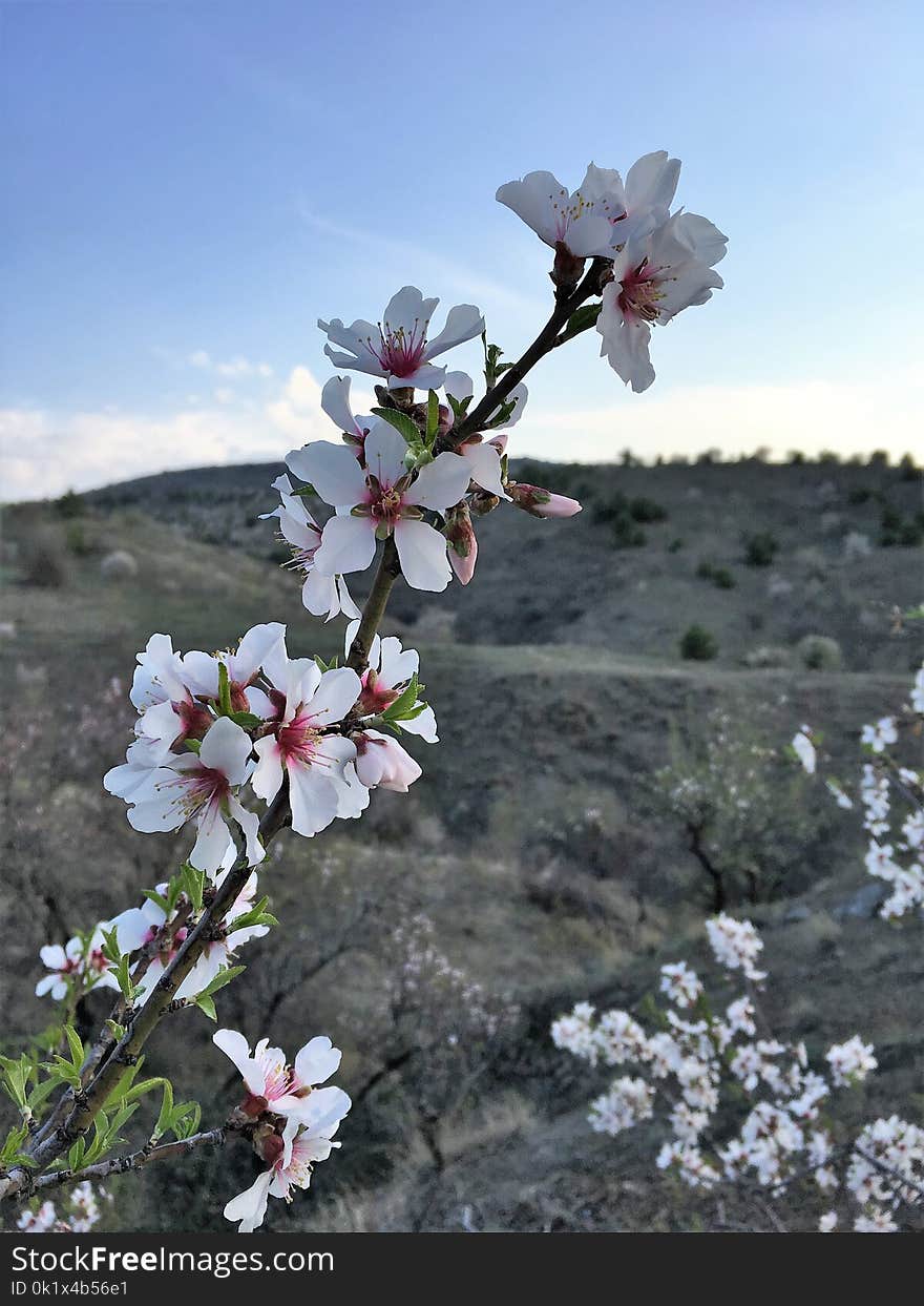 Blossom, Flower, Spring, Plant