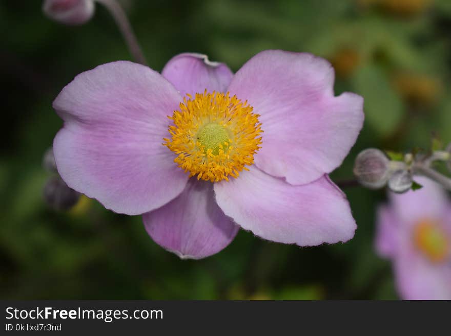 Flower, Flora, Wildflower, Petal