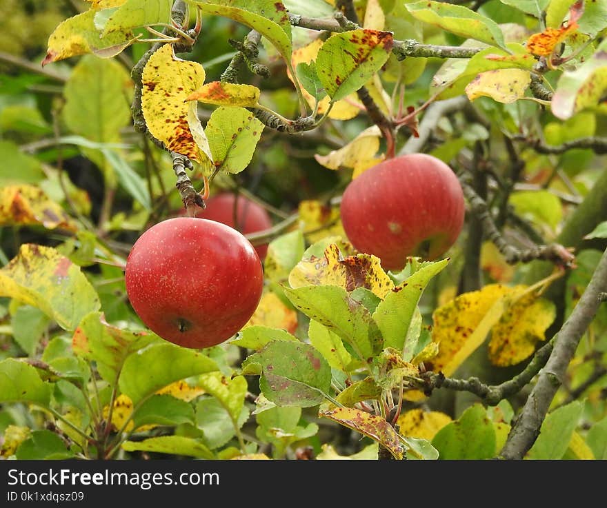 Fruit, Fruit Tree, Apple, Plant