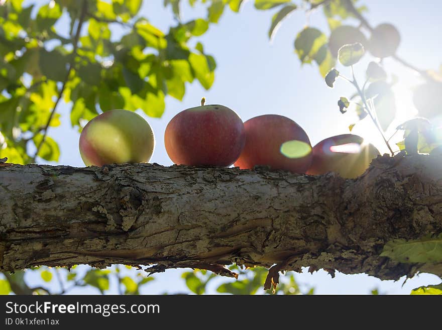 Tree, Leaf, Branch, Fruit