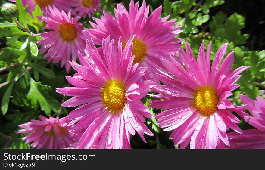 Flower, Plant, Aster, Flora