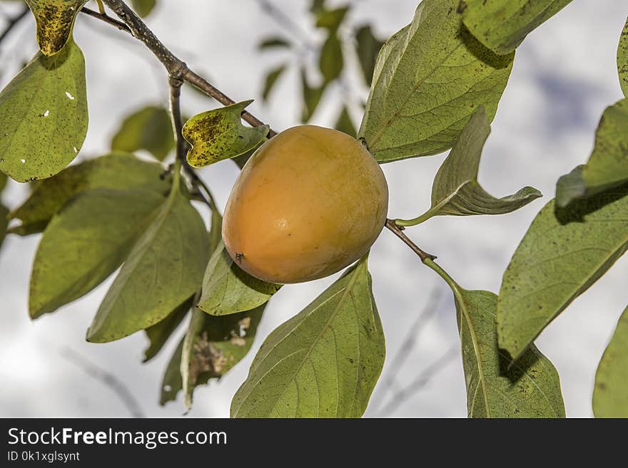 Fruit Tree, Fruit, Diospyros, Citrus