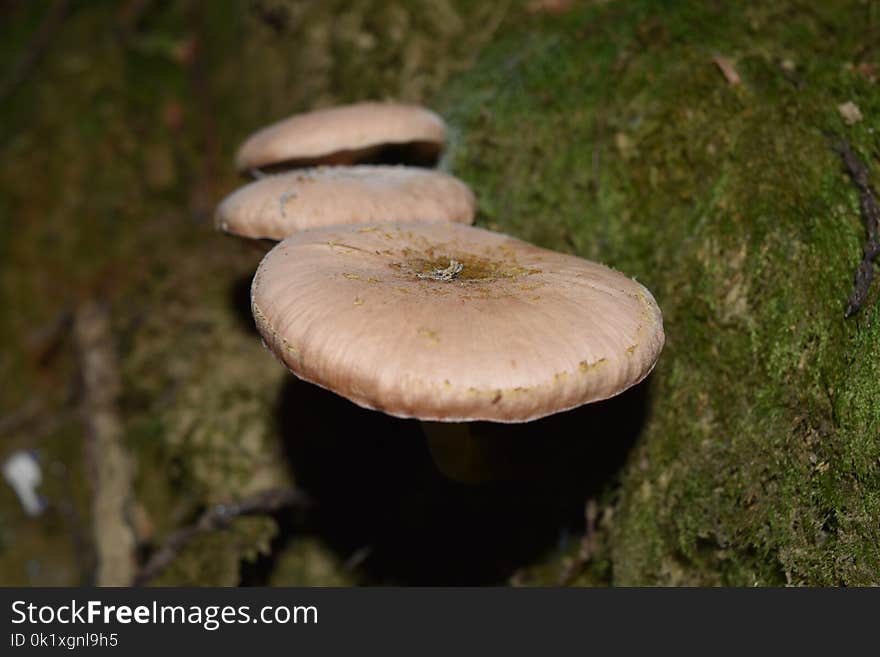 Mushroom, Fungus, Oyster Mushroom, Edible Mushroom