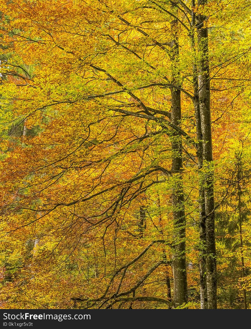 Temperate Broadleaf And Mixed Forest, Nature, Ecosystem, Yellow