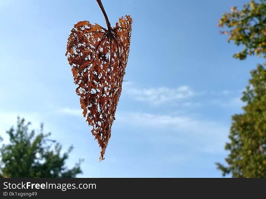 Leaf, Sky, Branch, Tree