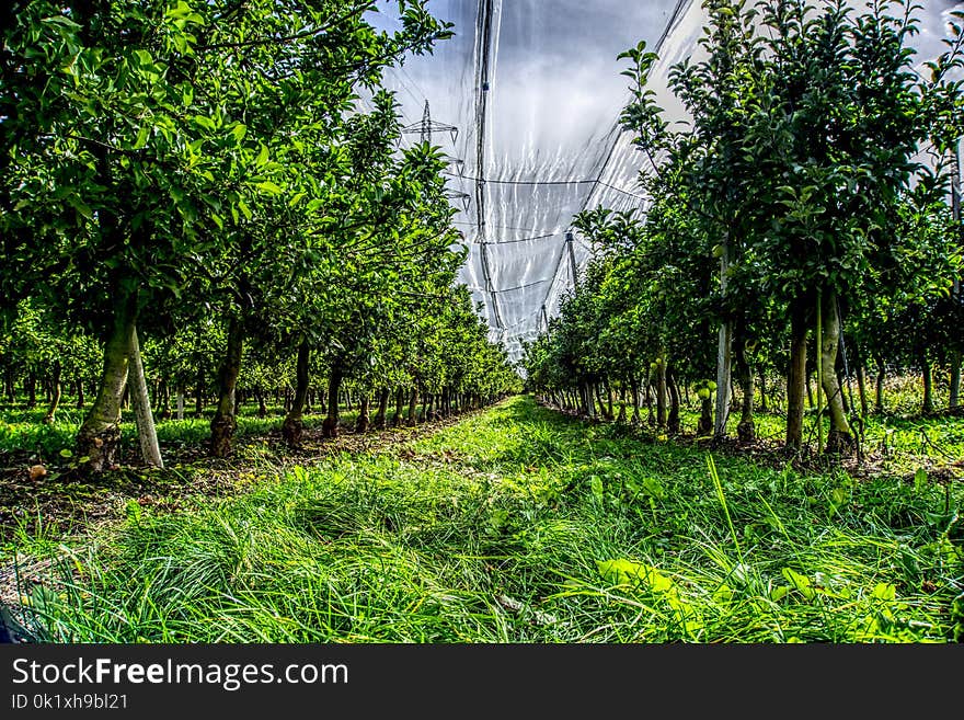 Vegetation, Tree, Leaf, Grass