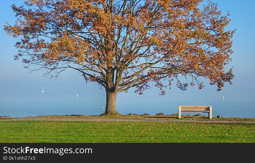 Tree, Woody Plant, Leaf, Sky