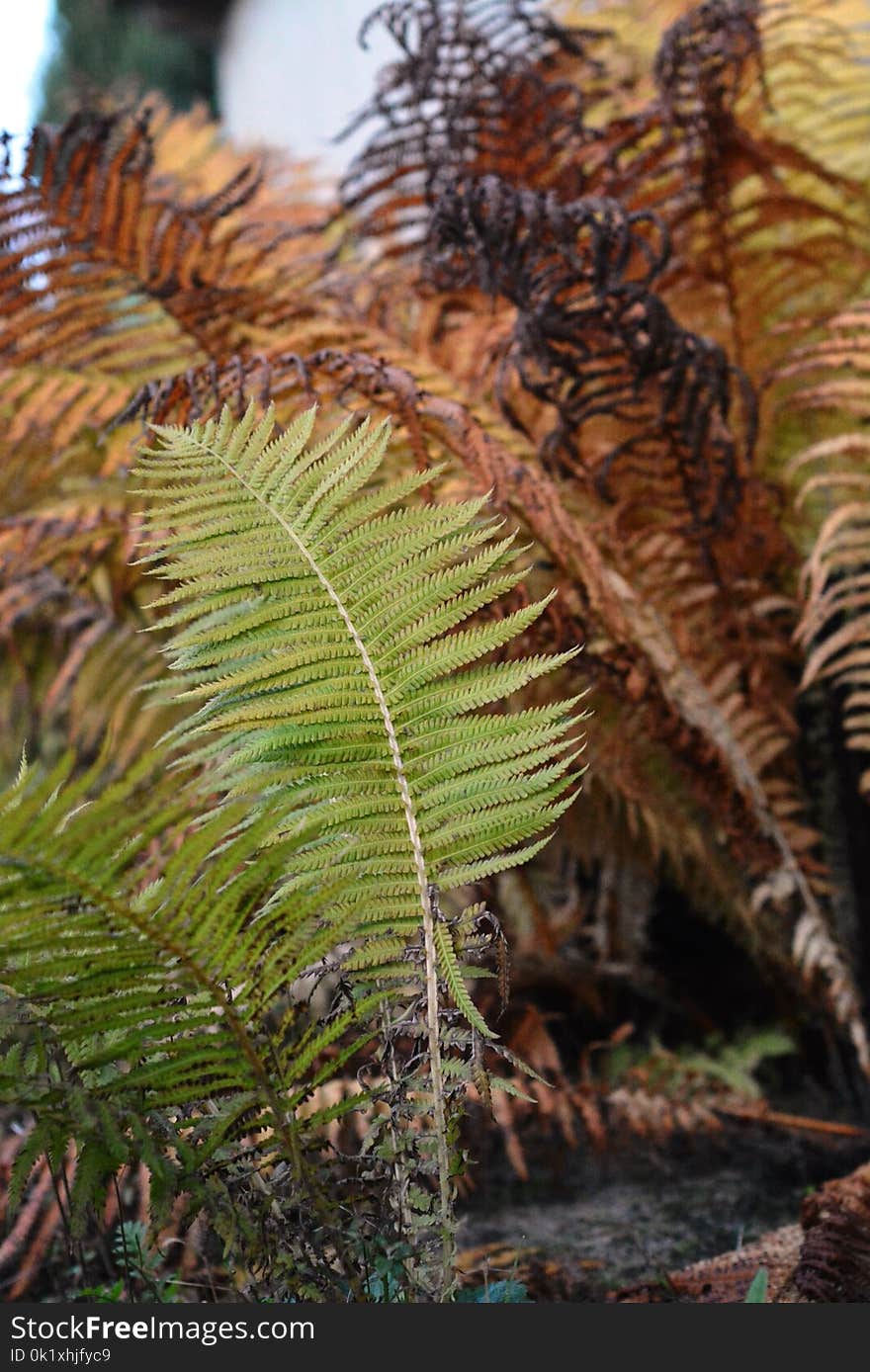 Plant, Ferns And Horsetails, Vegetation, Fern