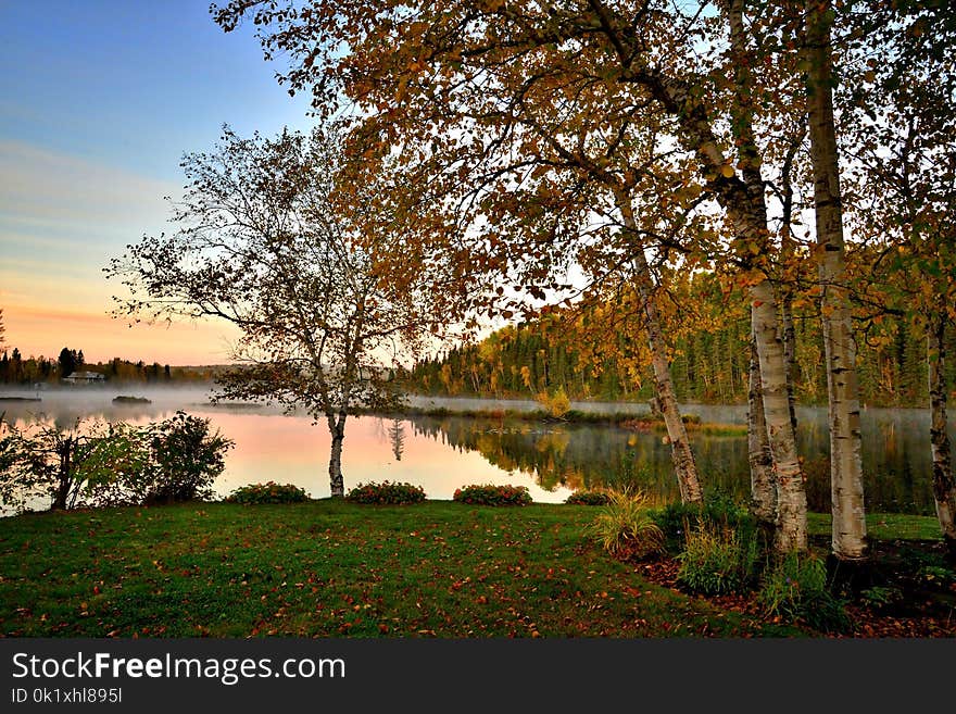 Reflection, Water, Nature, Tree