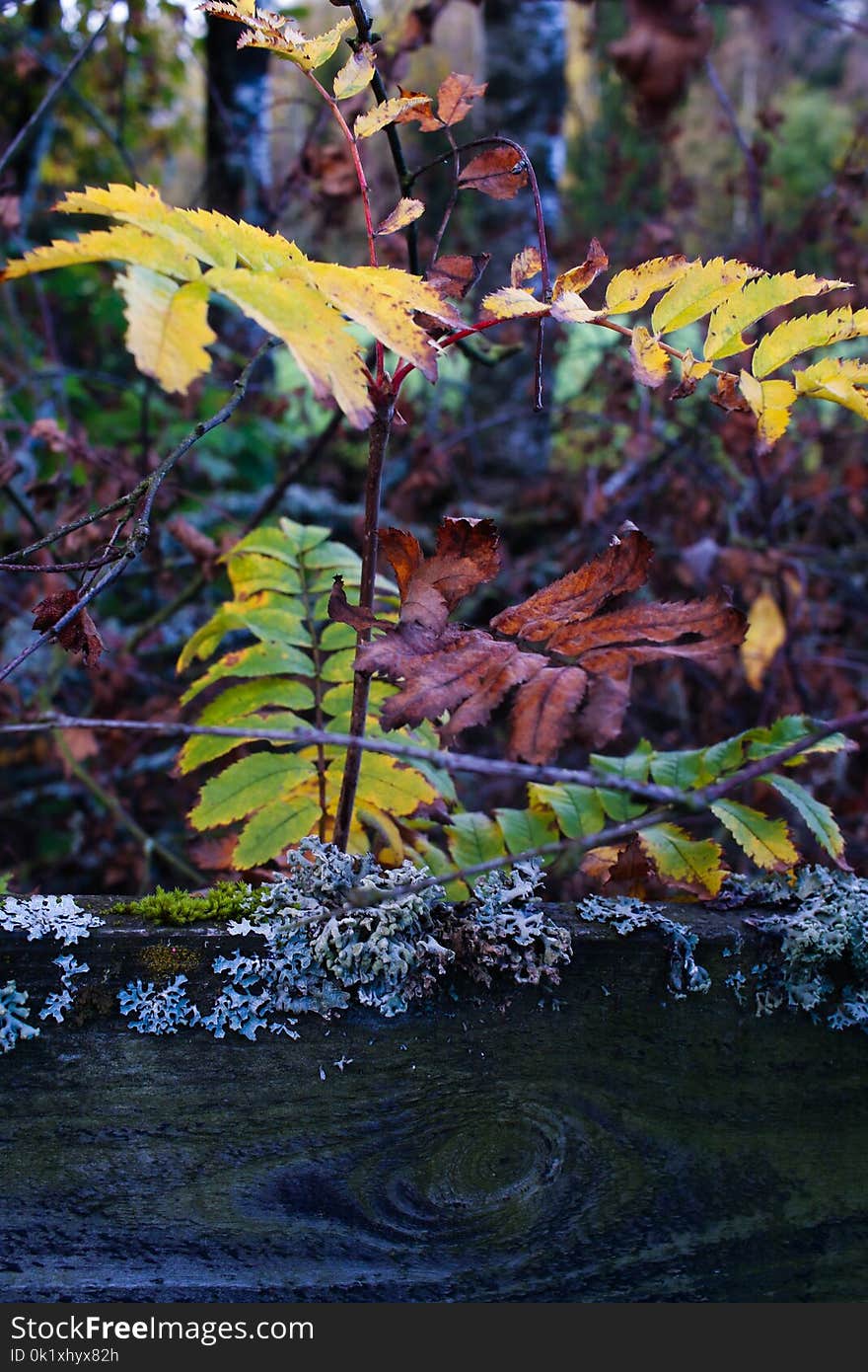 Water, Leaf, Nature, Vegetation