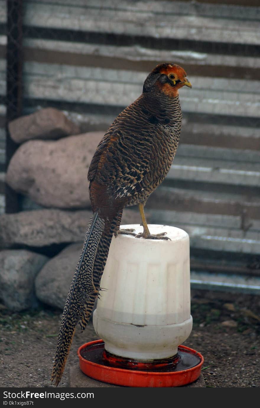 Beak, Galliformes, Fauna, Bird