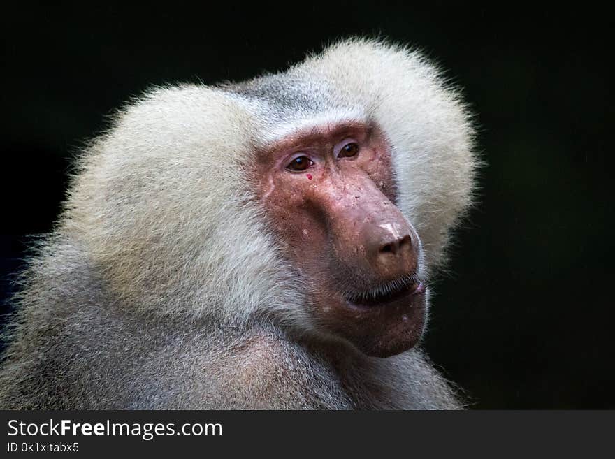 Macaque, Mammal, Primate, Baboon