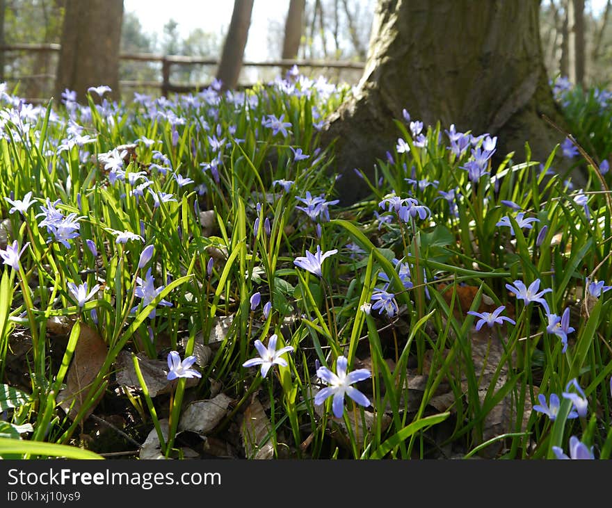 Plant, Flower, Flora, Spring