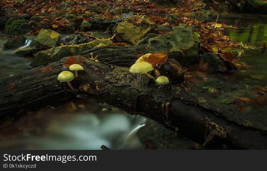 Water, Leaf, Stream, Branch