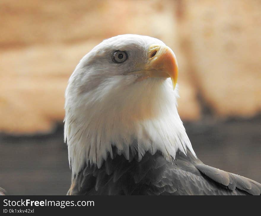 Bird, Bird Of Prey, Beak, Eagle