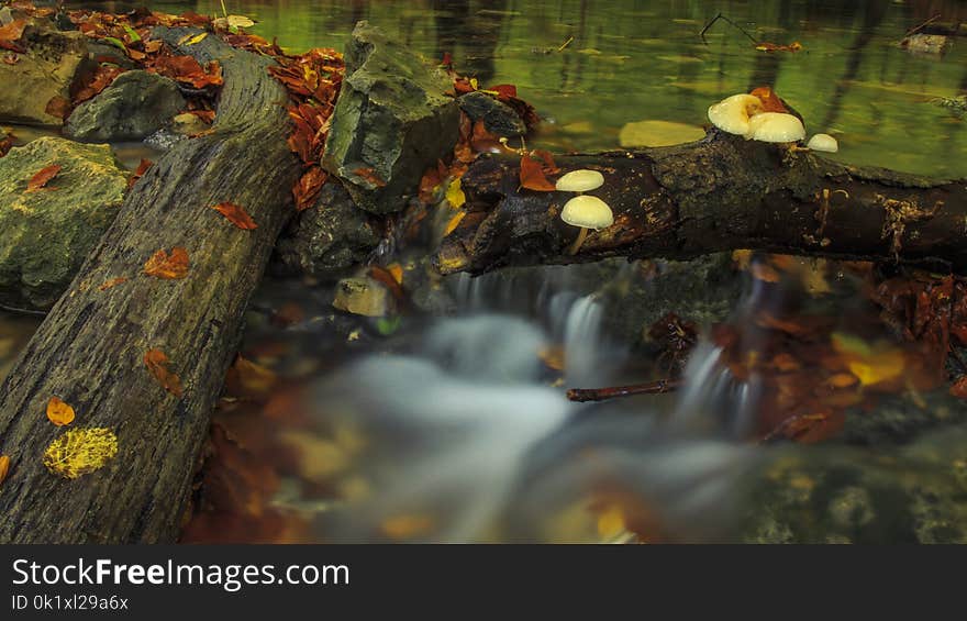 Water, Nature, Leaf, Reflection