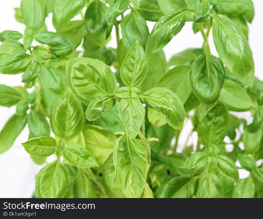 Basil, Plant, Herb, Lemon Basil