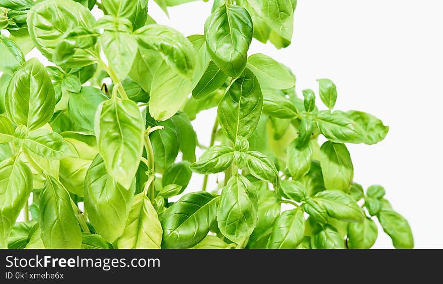 Plant, Basil, Herb, Vegetable