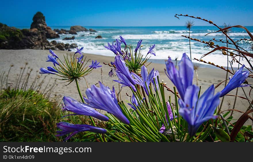 Flower, Blue, Flora, Plant