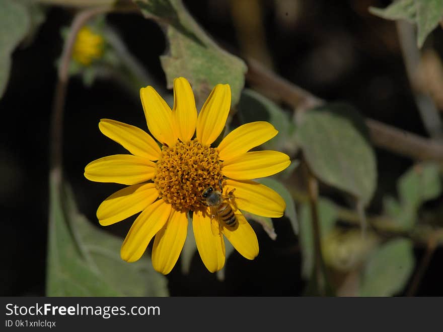 Flower, Yellow, Flora, Wildflower