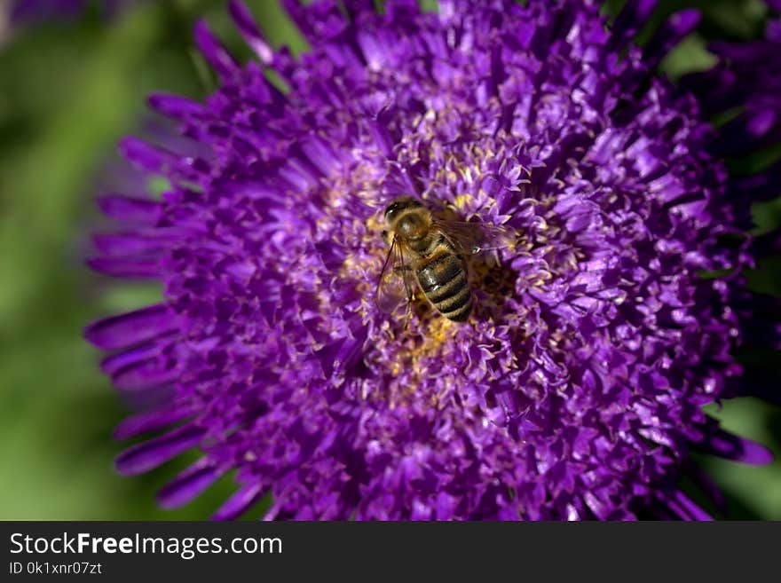 Honey Bee, Bee, Flower, Nectar