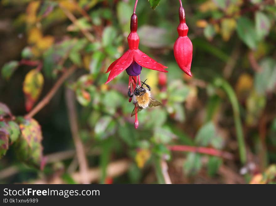 Flora, Plant, Leaf, Flower