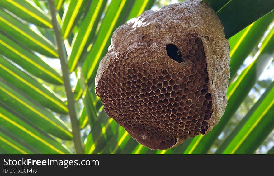 Organism, Terrestrial Animal, Insect, Honeycomb