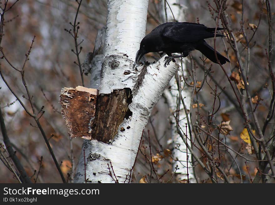 Bird, Tree, Fauna, Beak