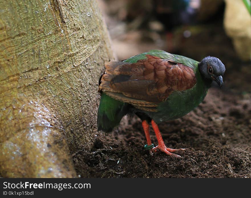 Fauna, Bird, Beak, Organism