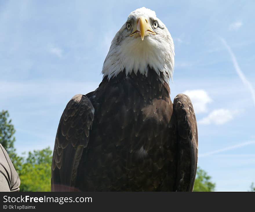 Eagle, Bird Of Prey, Beak, Accipitriformes