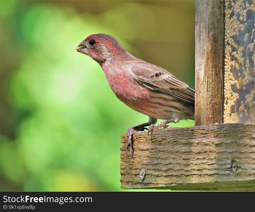 Bird, Fauna, Finch, Beak