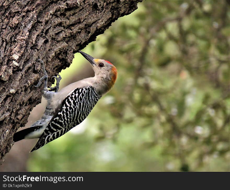 Bird, Woodpecker, Fauna, Beak