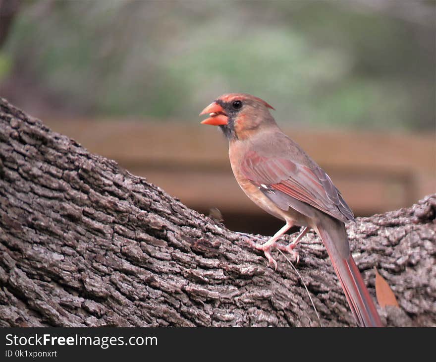 Bird, Finch, Fauna, Beak