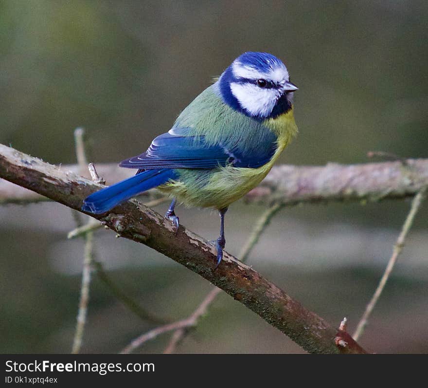 Bird, Beak, Fauna, Perching Bird