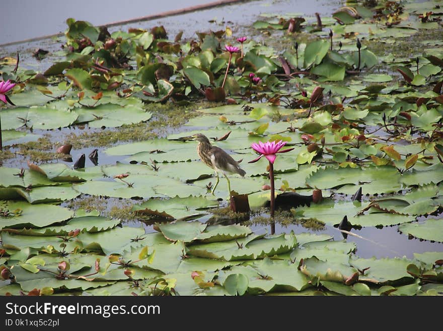 Ecosystem, Plant, Fauna, Flora