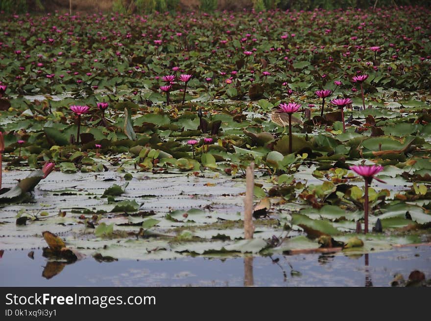 Plant, Flower, Flora, Ecosystem