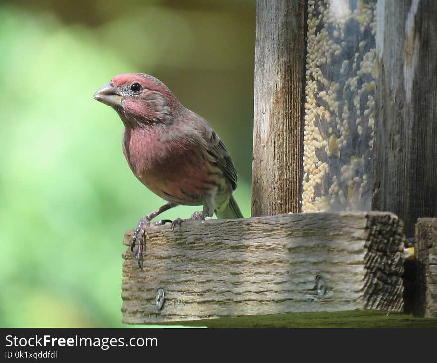 Bird, Fauna, Beak, Finch