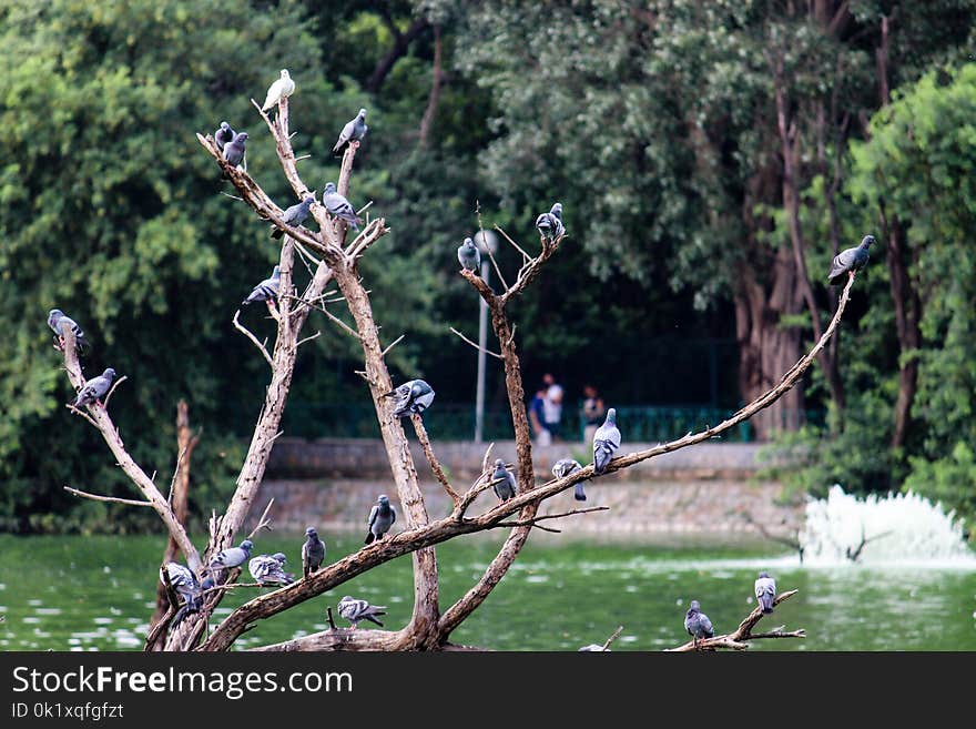 Water, Tree, Plant, Branch