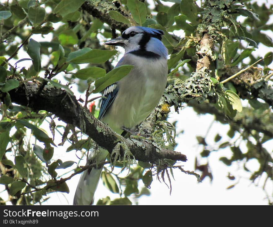 Bird, Fauna, Beak, Tree