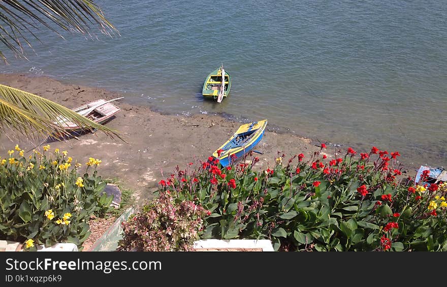 Water, Plant, Flora, Flower