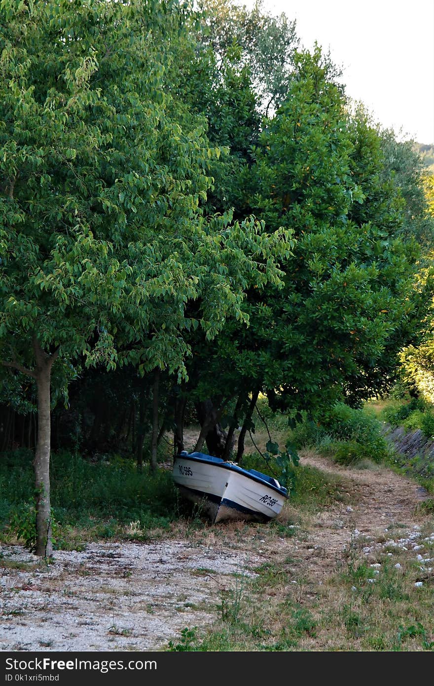 Tree, Ecosystem, Plant, Vegetation